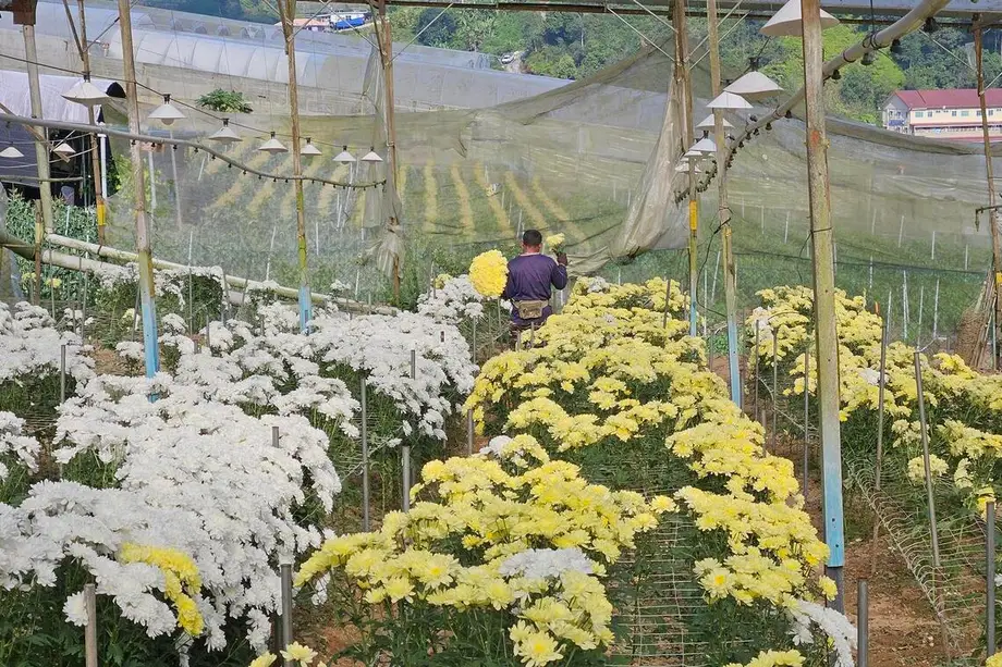인력난과 저가 수입품에 한때 호황을 누린 말레이시아 화훼 산업 흔들