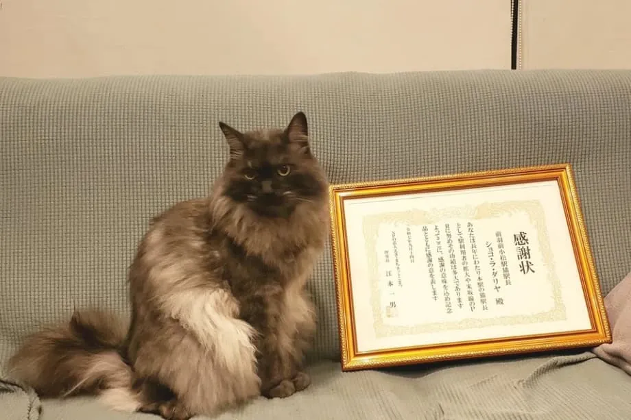 수년간 미소를 선사한 고양이 쇼콜라, 야마가타 역장직 은퇴