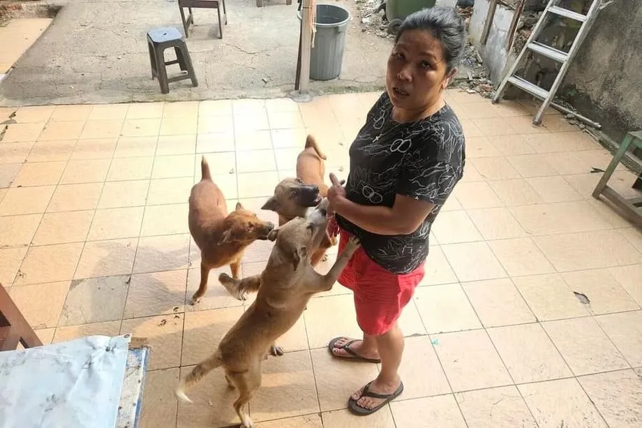 보건·동물복지 우려 커지자 자카르타, 개·고양이 고기 금지 추진