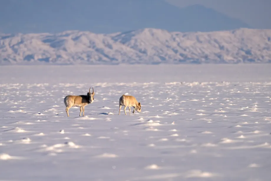 Mongolian Saiga Reach 28,857 as Herds Return to Historic Habitat