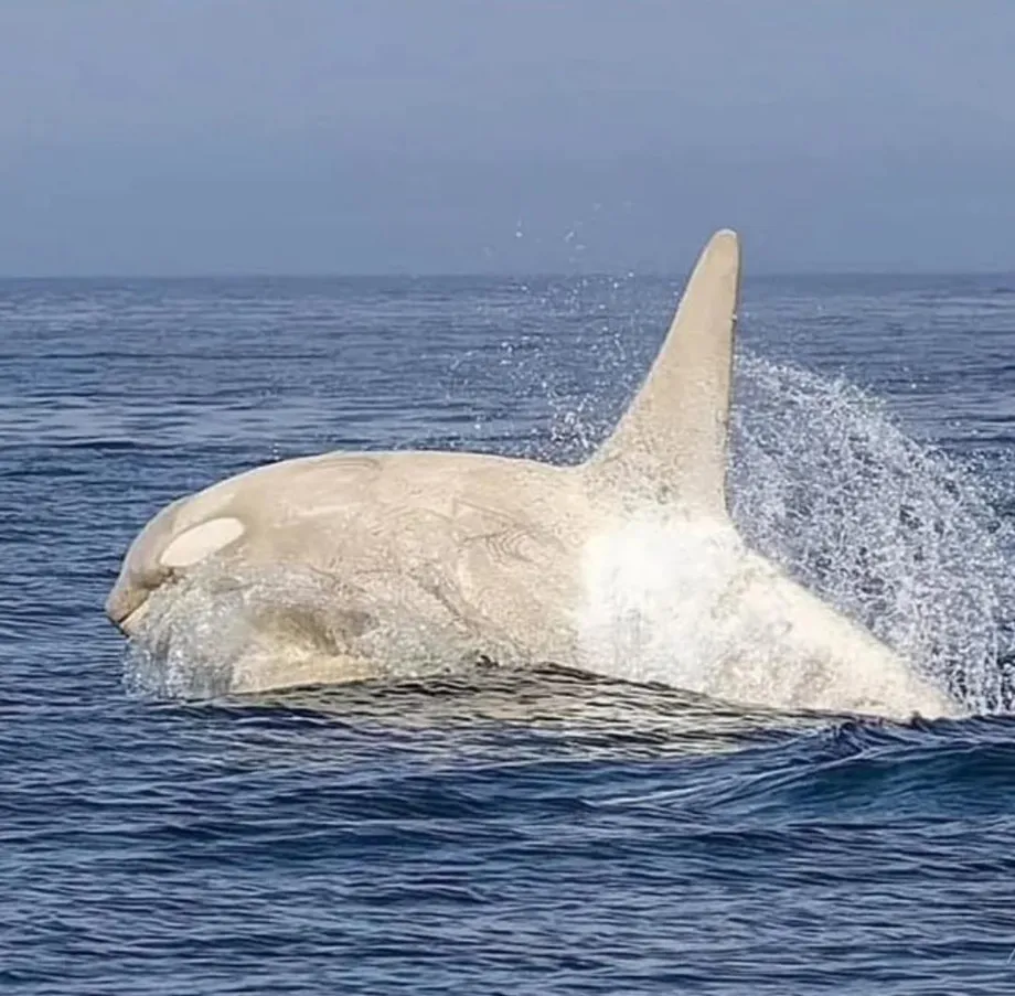 White Orca Returns Off Hokkaido, Completing Photographer's Search for Three Known Individuals