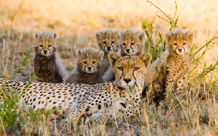 India's Cheetah Births Bring New Botswana Lineage as Cub Death Tests Progress