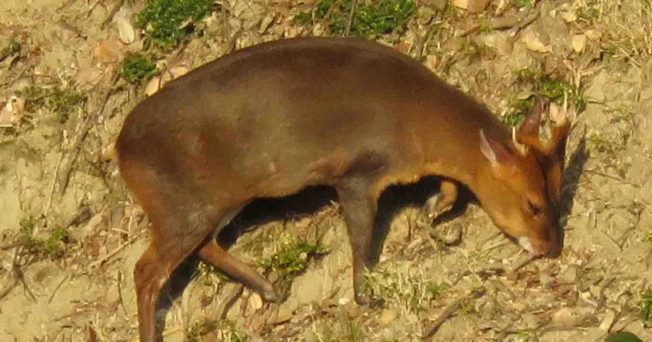 Chiba's Invasive Muntjac Population Nears 90,000 as Deer Spread Into Ibaraki