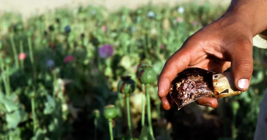 Afghanistan's Opium Crop Surges to 43,300 Hectares as Taliban Disputes UN Findings